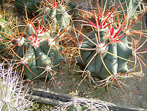 FEROCACTUS GATESII