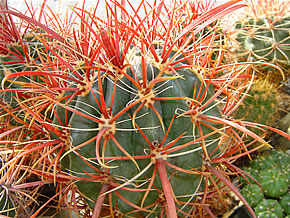 FEROCACTUS GRACILIC SB 1281