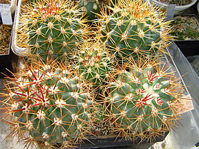 FEROCACTUS LINDSAYI PP 1157