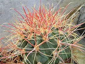 FEROCACTUS WISLIZENII JO