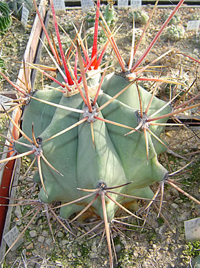 FEROCACTUS RECTISPINUS