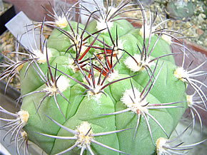 GY PFLANZII STO 997 PINK-ORANGE FLOWERS