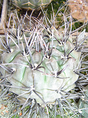 GY STRIGLIANUM SPINY JIRÁNEK