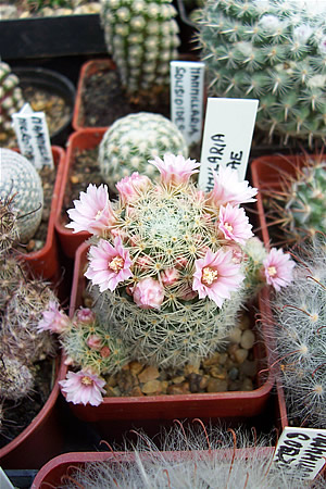 Mammillaria gisellae