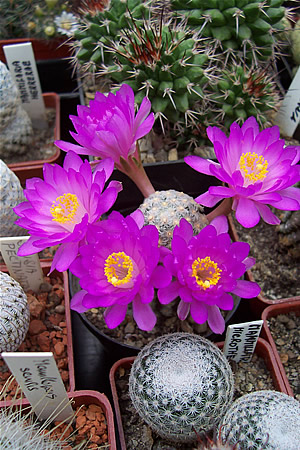 Mammilaria Theresae