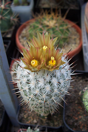 Gymnocactus subteraneus v.zaragose