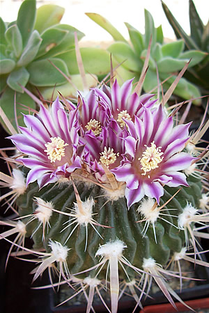 Echinofosulocactus