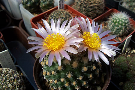 Pediocactus knowltonii