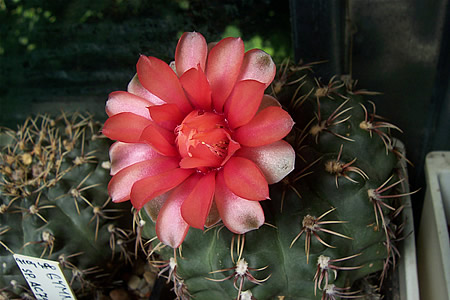 Gymnocalycium baldianum