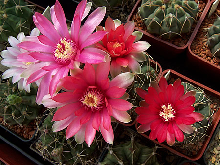 Gymnocalycium baldianum