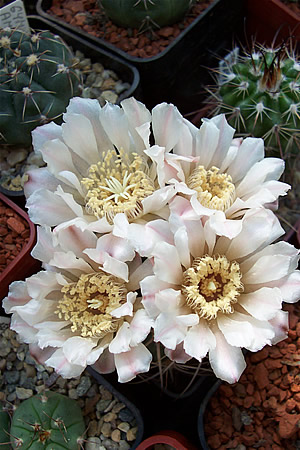 Gymnocalycium ritterii