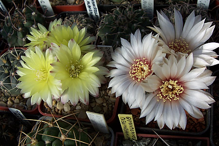G. oddoratum a G. dopianum
