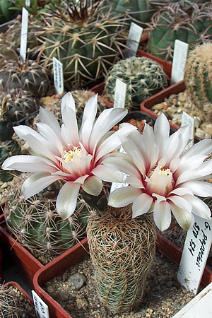 Gymnocalycium papschii