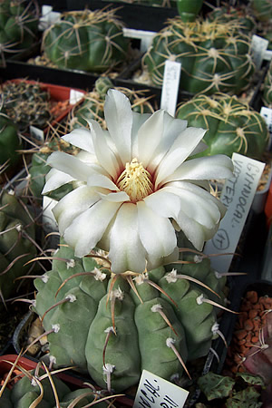 Gymnocalycium vatteri