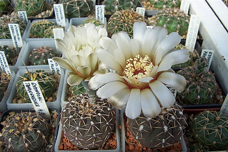 Gymnocalycium kieslingii