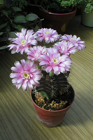 Gymnocalycia mihanovichii v. fridrichii