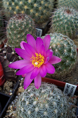 Mammillaria deherdtiana