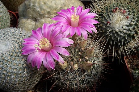 Mammillaria longiflora