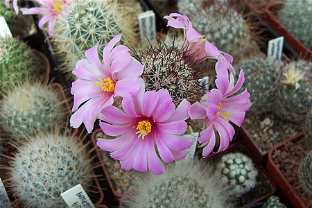 Mammillaria schumannii