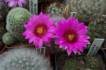 Mammillaria quelzoviana v. robustior