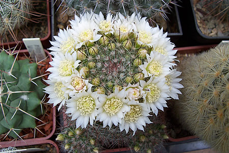 Mammillaria ziellmaniana