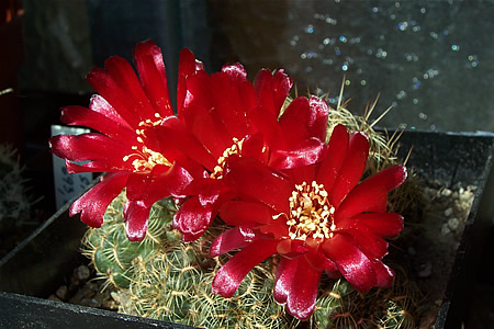 Sulcorebutia oenantha