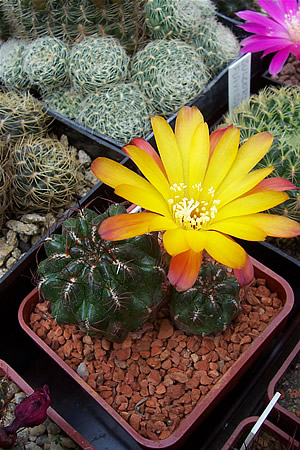 Sulcorebutia steinbachii, var. horrida