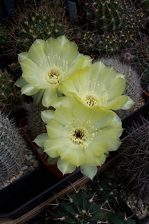 Lob. aurea var. leucomala