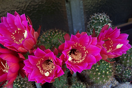 Pseudolobivia (echinopsis) kermesina 