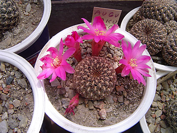 Sulcorebutia augustinii jakubeciana LH 1268