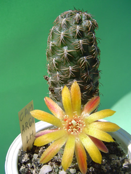 Sulcorebutia camargoensis LH  1436