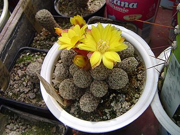 Sulcorebutia gemmeae Ch 755 žlutý květ