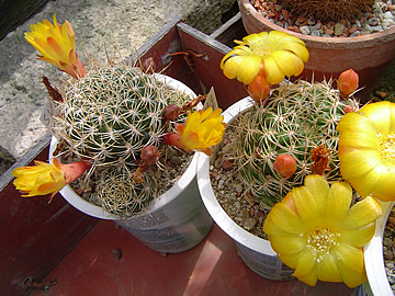 Sulcorebutia haseltonii VS 372