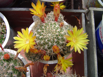 Sulcorebutia haseltonii