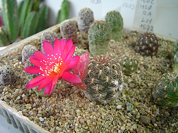 Sulcorebutia lamplochlora LH 1572