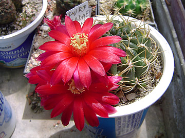 Sulcorebutia purpurea nadae LH 1347