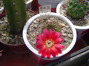 Sulcorebutia radkae LH 1523