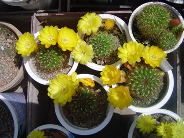 Sulcorebutia vargasii viridis