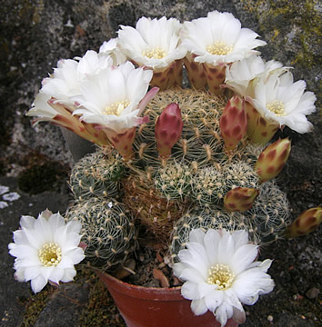 Sulcorebutia vasqueziana MS 396