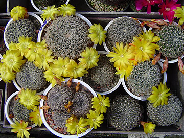 Sulcorebutia cardenasiana