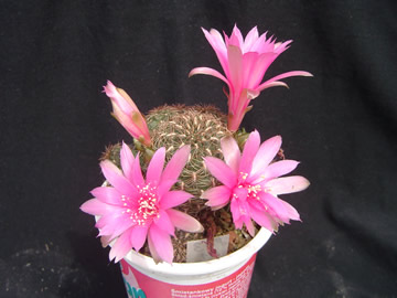 Sulcorebutia clizensis lila