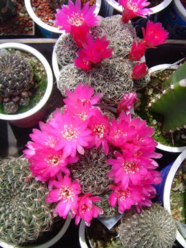 Sulcorebutia crispata