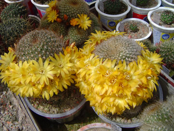 Sulcorebutia glomeriseta