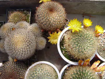 Sulcorebutia krahnii