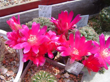 Sulcorebutia lenkae