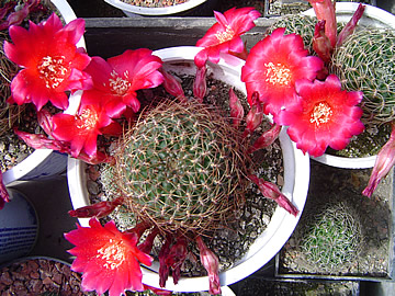 Sulcorebutia losenickiana