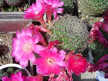 Sulcorebutia losenickiana v. albispina