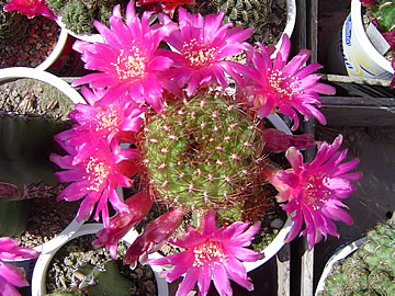 Sulcorebutia naunacensis