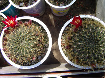 Sulcorebutia oenantha epizana HS 20