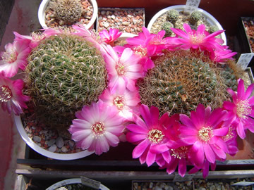 Sulcorebutia pulchra